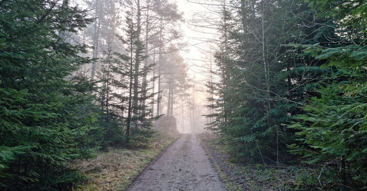 Serene and misty forest pathway surrounded by lush green trees, evoking tranquility.