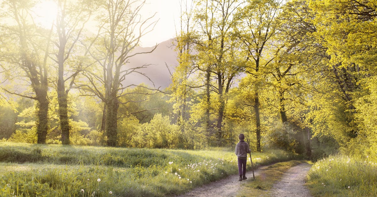A serene scene of a person walking on a forest path surrounded by sunlit spring trees.