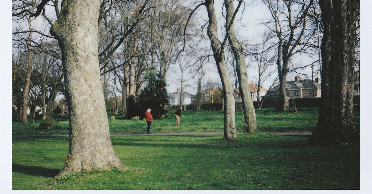 A peaceful park scene with bare trees and a person walking on grass.