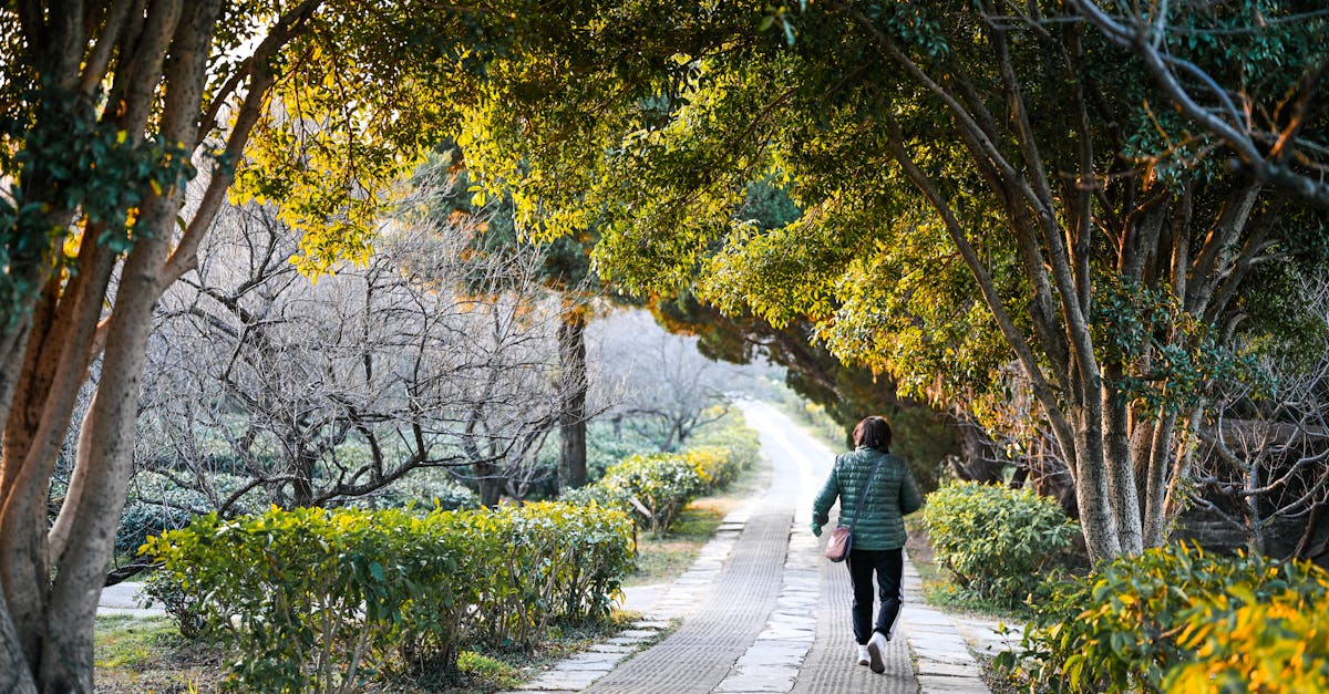 A warm, peaceful path in a Nanjing park with a person walking under lush green and sunlit trees.